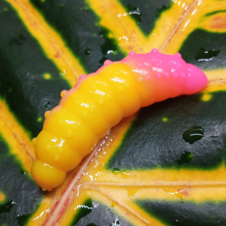 Bruncho 36 - 8ks - DB308 UV (Yellow + Pink UV)